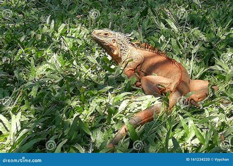 Southeast Asia Indonesia Bali Reptile Park Rimba Reptil Tropical ...