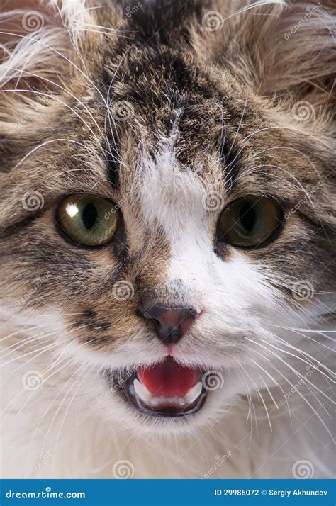 Cat Face Open Mouth