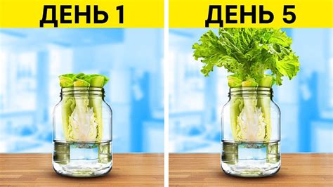 Садоводство для начинающих 🌻🥕 Превратите остатки в новые растения и ...