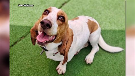 Maryland dog in running for PEOPLE's World's Cutest Rescue Dog Contest ...