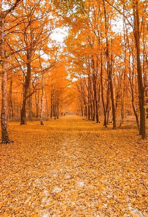 秋日限定 | 秋季秋天 | 简约红色 | 植物叶子 | 散文诗歌-样式模板素材-135平台