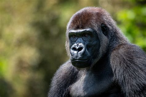 Zoo Mourns the Loss of Beloved Gorilla, Ivan - Pittsburgh Zoo & Aquarium