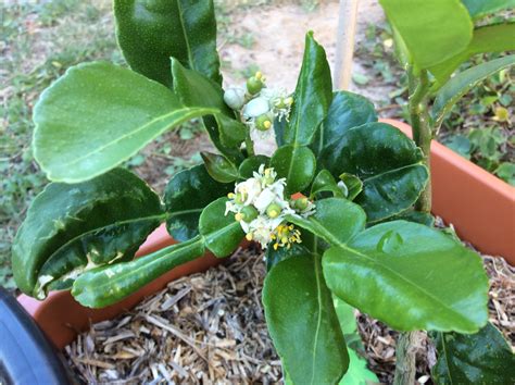 Kaffir Lime Tree - Citrus hystrix