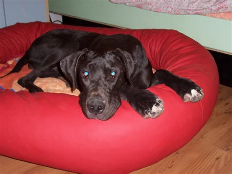 Zubehör für Haustiere Kleinanzeigen