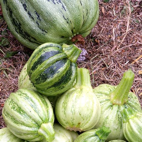 Kamo Bandz Exclusive Content Leaked Latest File Updates #963