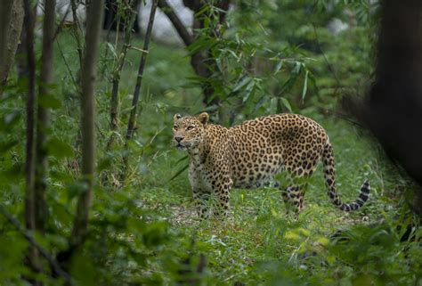 Stripes, Spots And Rosettes: Understanding Feline Fur Patterns ...
