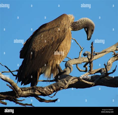 South African Vultures