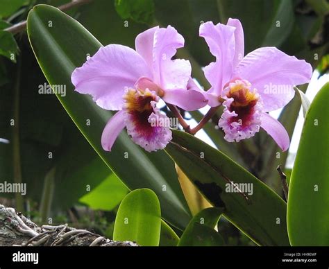 Cattleya mossiae. This species is the national flower of Venezuela ...