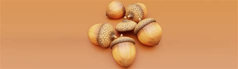Image result for Acorns Tutorial