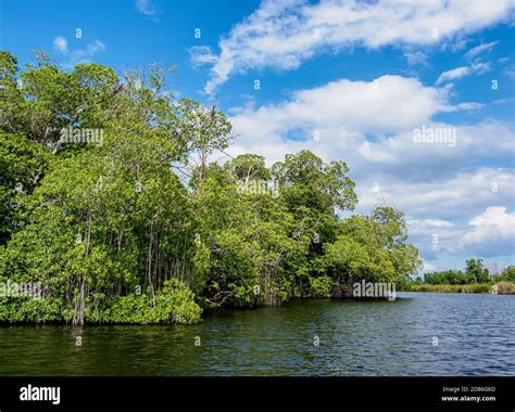 Black river st elizabeth jamaica hi-res stock photography and images ...