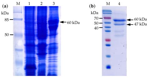 Genomic Characterization of Laodelphax striatellus Permutotetra-like ...