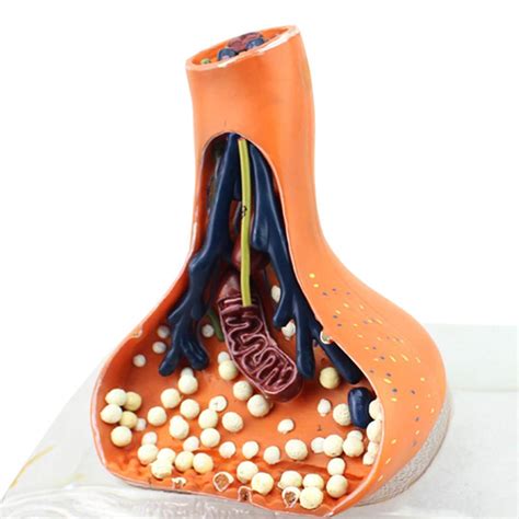 Buy Nerve Ending Synaptic Amplification Model Medical Anatomical ...