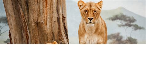 Pack Of Male Lions Hunting