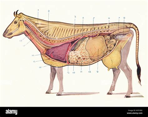 Cattle Digestive System Diagram