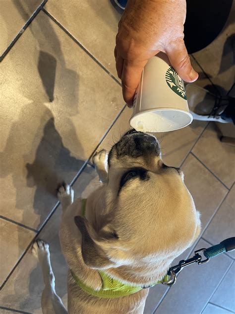 PeteThePuggle: Pete's Brave Adventure at Seth Low Playground 2026-01 ...