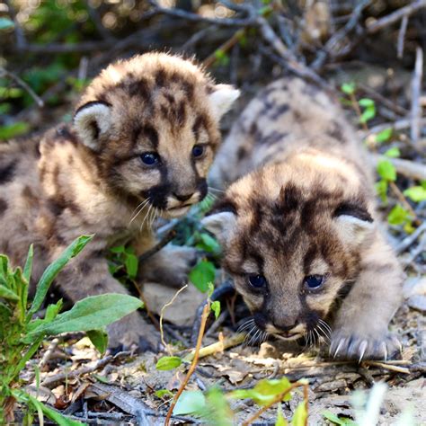 Cute Baby Mountain Lions