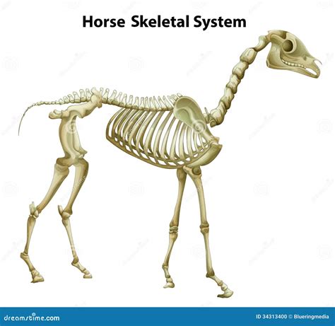 Horse Skeletal System stock illustration. Illustration of hock - 34313400