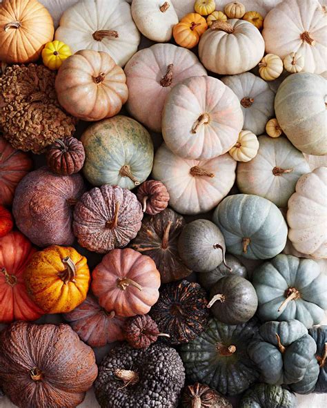 A Visual Guide to Different Types of Pumpkins | Martha Stewart
