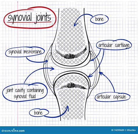 Vector Drawing of a Synovial Joint Stock Vector - Illustration of joint ...