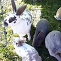 Image result for Himalayan Rabbit Breed
