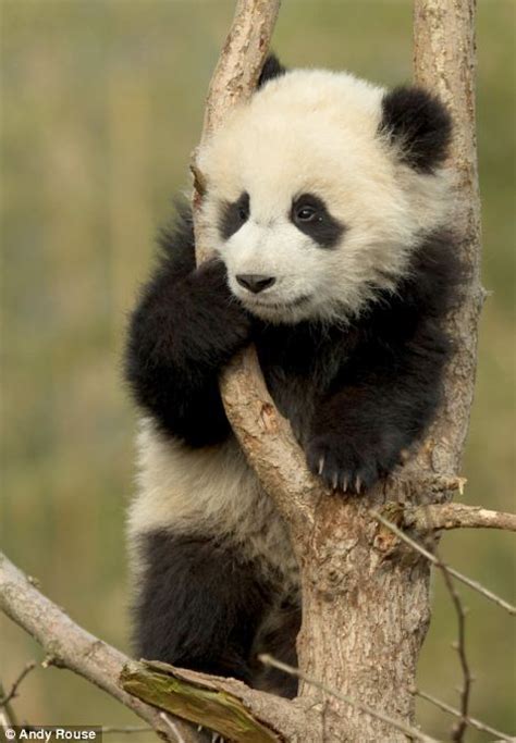 四川大熊猫幼崽学习爬树：树枝上俯瞰家园--宁海新闻网