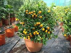 albero di limoni in vaso orto per tutti piante da frutto agrumi albero di limoni in vaso orto per tutti piante da frutto agrumi