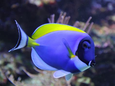 Морские аквариумные рыбки | Tropical freshwater fish, Aquarium fish ...