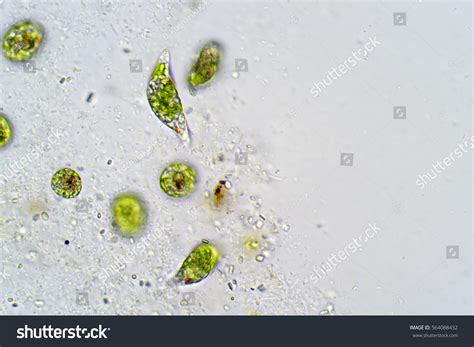 Euglena Under Microscope Labeled