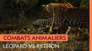 Python Combat Video 的图像结果