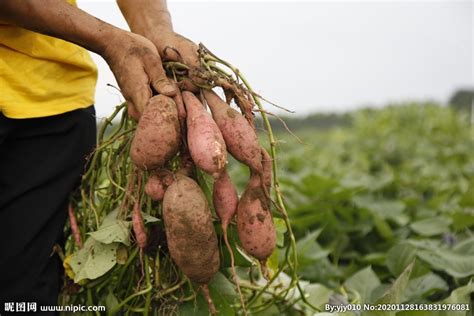 红薯是怎么传入中国的？一只小红薯带了解红薯的发展史
