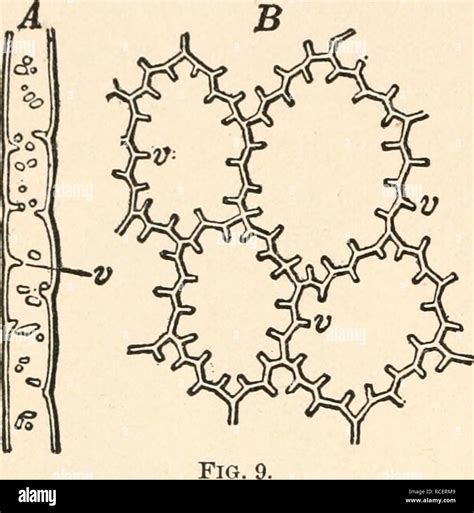 . Elements of plant anatomy;. Botany -- Anatomy. 16 ELEMENTS OF PLANT ANATOMY. Centripetal ...