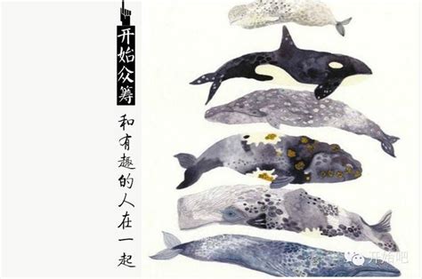 鲸,品牌名称,轮廓,自然,高雅,符号,野生动物,直的,图像,海洋设计模板,汇图网www.huitu.com