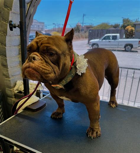 Dog Gone Gorgeous (@dgggirls) • Instagram photos and videos