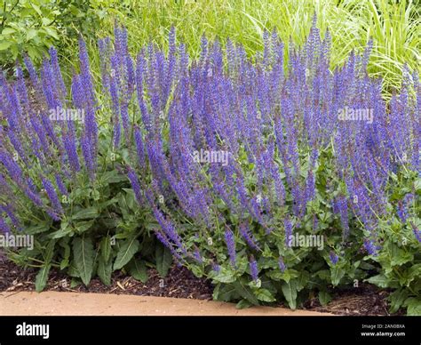Salvia sylvestris may night hi-res stock photography and images - Alamy