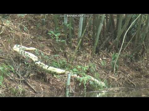 Image result for Python Wrapped around Girl YouTube