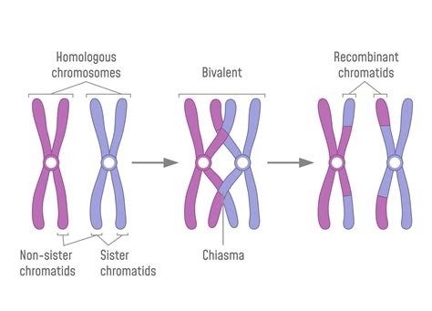 Homologous Chromosomes Mitosis