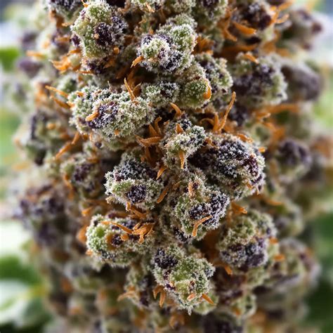 Neptune OG Feminized Seeds | Royal King Seeds USA