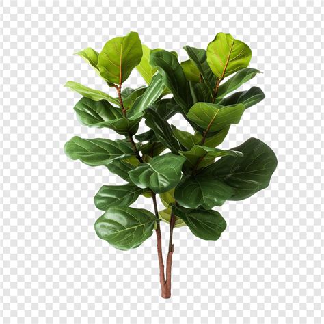 Premium PSD | Ficus lyrata fiddle leaf fig flower png isolated on ...