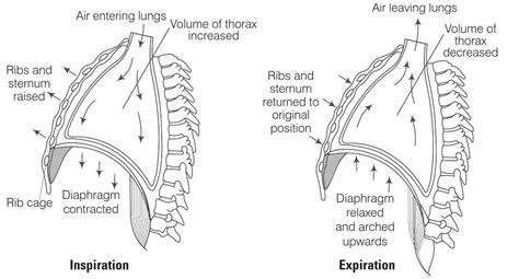 SATHEE: Breathing and Exchange of Gases