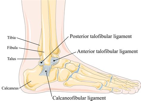 Mri Anatomy Of Ankle Joint at Erik Raphael blog