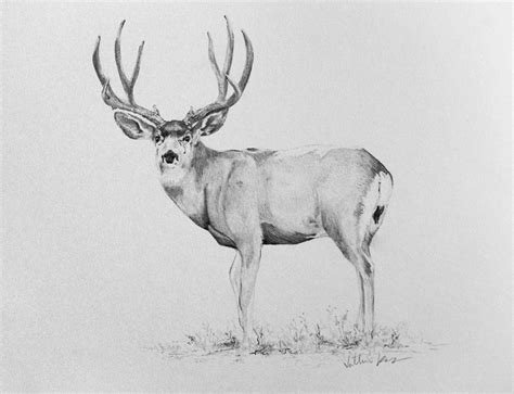 Image result for Buck Drawing Tutorial