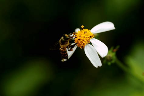 Do Bees Have Knees? | How Do They Function?