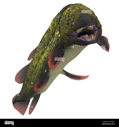 Swamp Fish 的图像结果