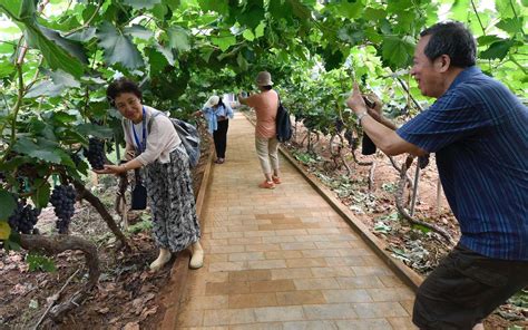 50亩采摘园40多个葡萄品种 莱西望城的这个葡萄园迎来丰收季 - 青岛新闻网