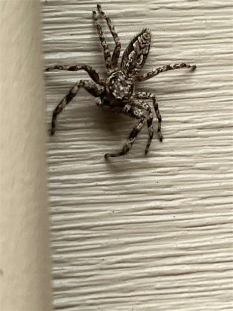 Spider Pest Control & Exterminating Columbus Ohio | Elite Pest and ...