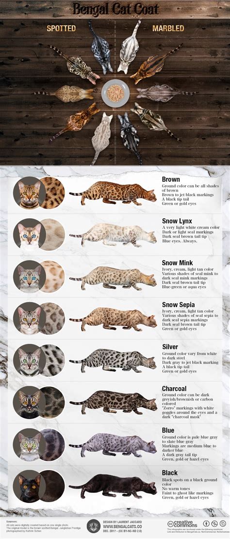 Bengal Cats
