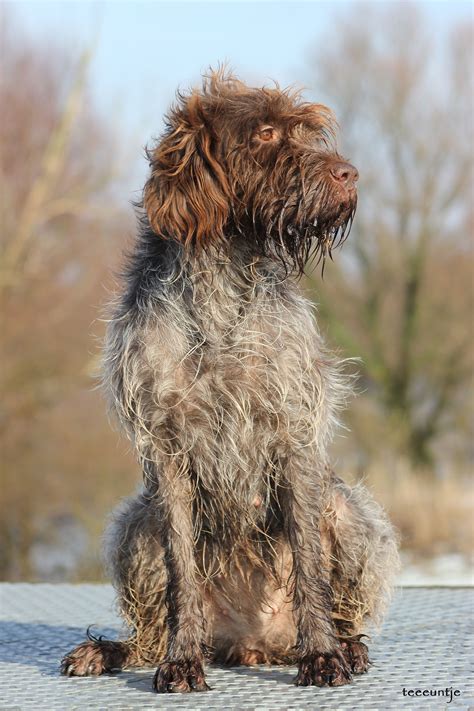 Wirehaired Pointing Griffon 4 Months