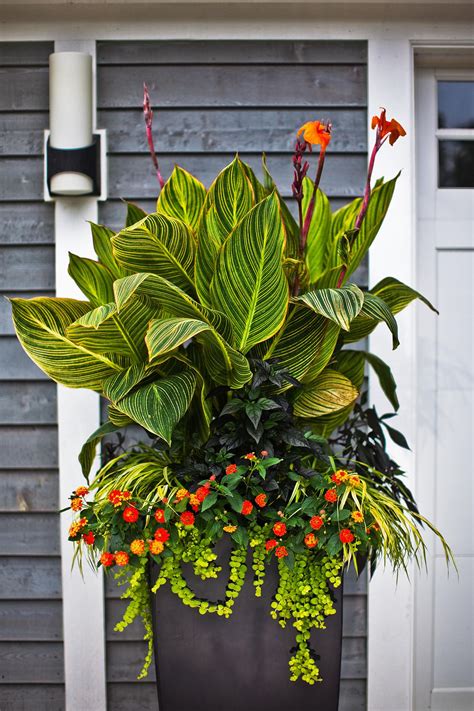 Good Tropical Plants For Pots at Rachel Shortland blog