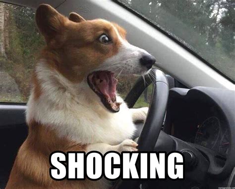 SHOCKING - Shocked Corgi | Cani carini, Meme sui cani, Cuccioli divertenti