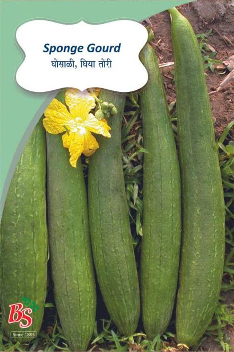 Buy Sponge Gourd Seeds (Ghosali) Online – Bombay Seeds